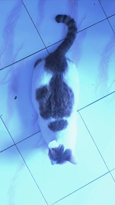 Cat, Calm on the Floor, Part 2 Stock Footage 303410660