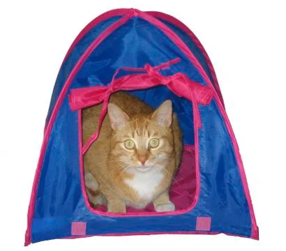 Cat camping Stock Photos