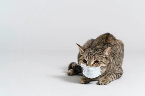 A cat can also get a virus. take care of your cats. stay at home. cat in a me Stock Photos