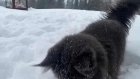 A cat can look like a wolf when he comes home cold from a walk in the wild Stock Footage 221832852