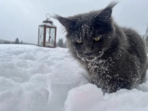 A cat can look like a wolf when he comes home cold from a walk in the wild Stock Photos