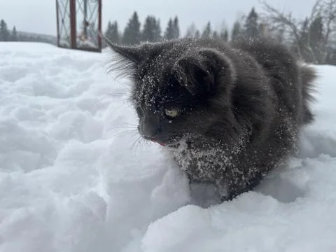 A cat can look like a wolf when he comes home cold from a walk in the wild Stock Photos