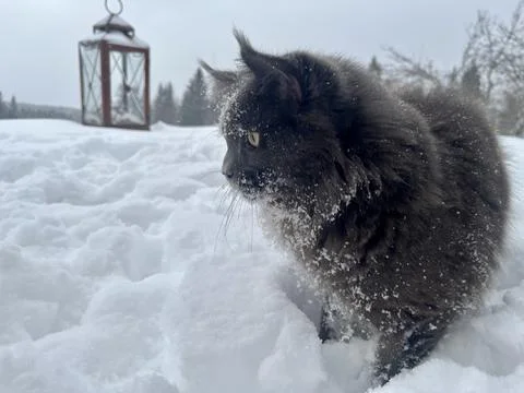 A cat can look like a wolf when he comes home cold from a walk in the wild Stock Photos