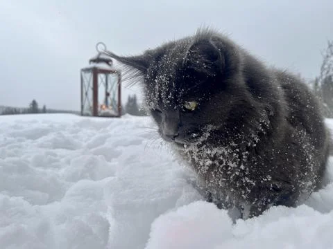 A cat can look like a wolf when he comes home cold from a walk in the wild Stock Photos
