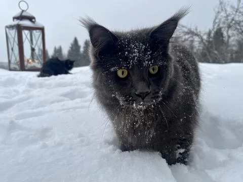 A cat can look like a wolf when he comes home cold from a walk in the wild Stock Photos