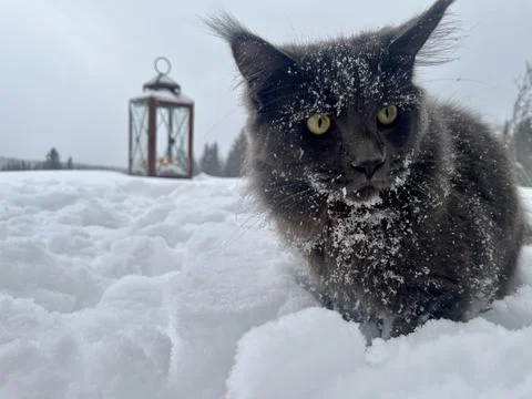 A cat can look like a wolf when he comes home cold from a walk in the wild Stock Photos