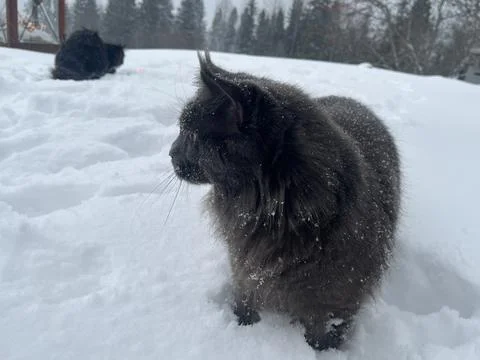 A cat can look like a wolf when he comes home cold from a walk in the wild Stock Photos