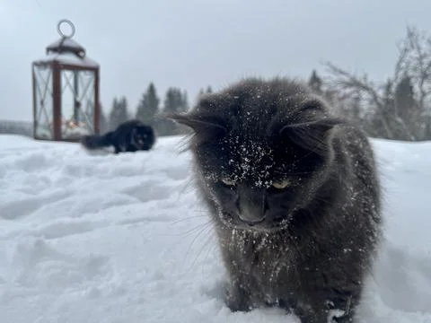 A cat can look like a wolf when he comes home cold from a walk in the wild Stock Photos