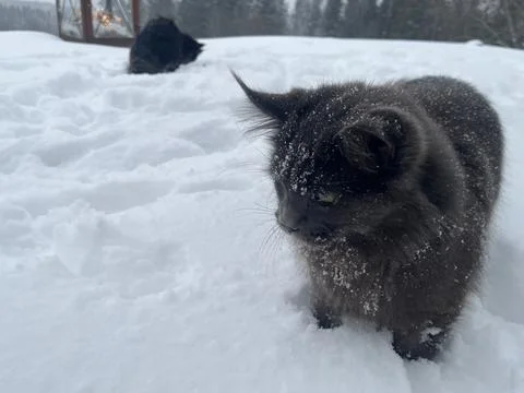 A cat can look like a wolf when he comes home cold from a walk in the wild Stock Photos