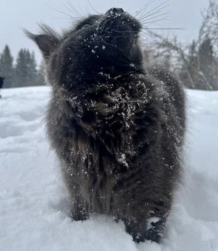 A cat can look like a wolf when he comes home cold from a walk in the wild Stock Photos