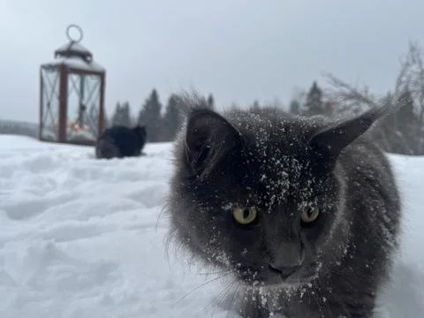 A cat can look like a wolf when he comes home cold from a walk in the wild Stock Photos