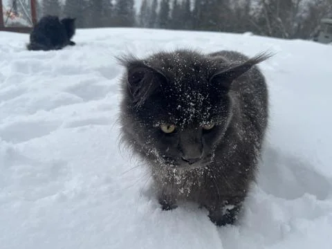 A cat can look like a wolf when he comes home cold from a walk in the wild Stock Photos