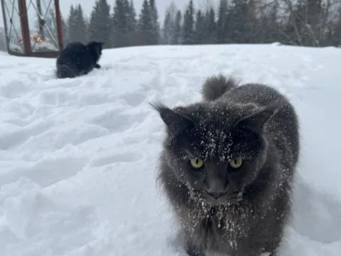A cat can look like a wolf when he comes home cold from a walk in the wild Stock Photos