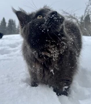 A cat can look like a wolf when he comes home cold from a walk in the wild Stock Photos