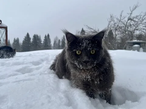 A cat can look like a wolf when he comes home cold from a walk in the wild Stock Photos