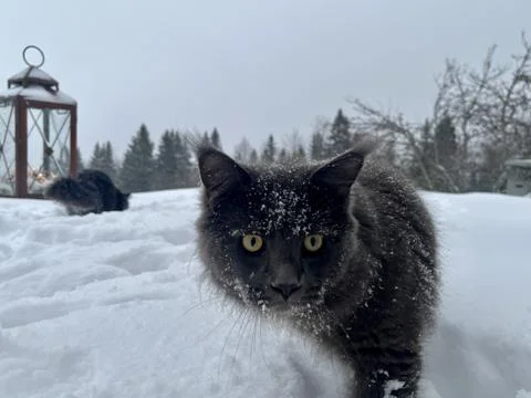 A cat can look like a wolf when he comes home cold from a walk in the wild Stock Photos