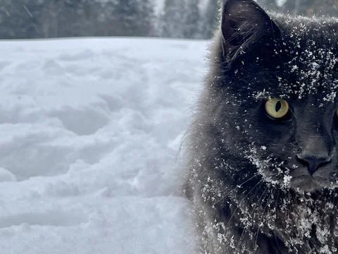 A cat can look like a wolf when he comes home cold from a walk in the wild Stock Photos