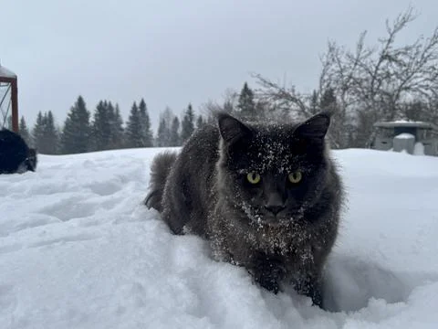 A cat can look like a wolf when he comes home cold from a walk in the wild Stock Photos