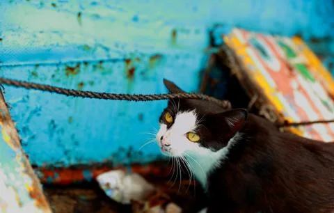 Cat in canoe-Goree Stock Photos