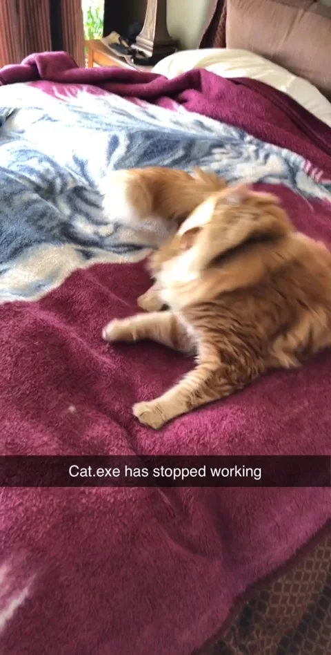 Cat Can't Handle Cheese Slice on Face, Quebec, Canada - 28 Mar 2019 Vidéo 205223623