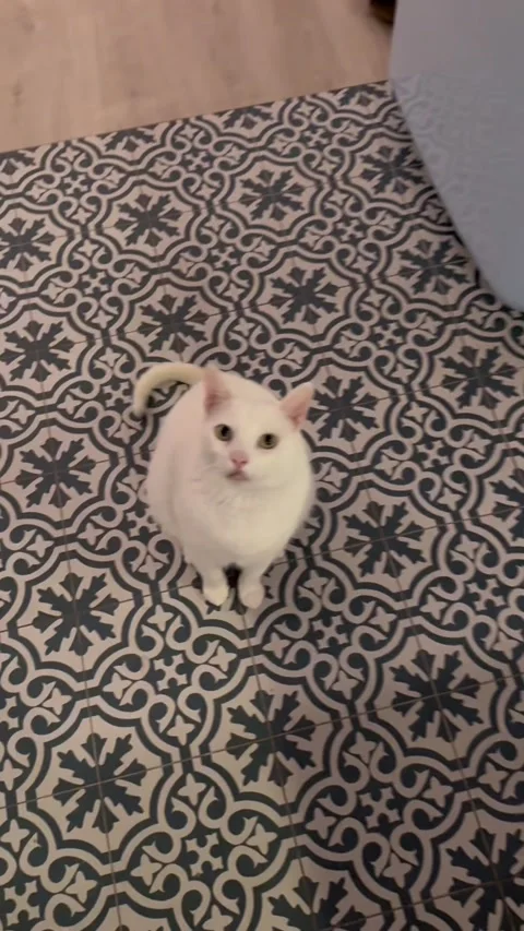 Cat Can't Relax Until We Witness His Hop, Twirl, and Flop - 05 Oct 2025 Stock Footage 321156095