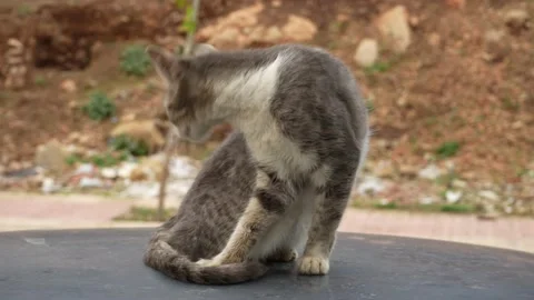 Cat on the car Stock Footage 234419915