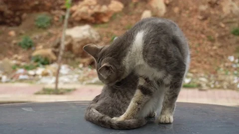 Cat on the car Stock Footage 234419916