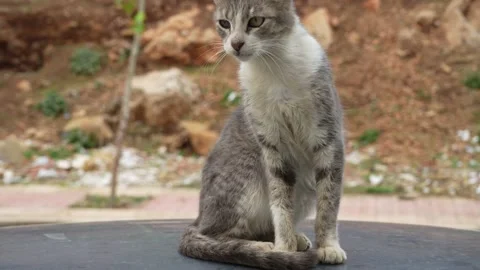 Cat on the car Stock Footage 234419918