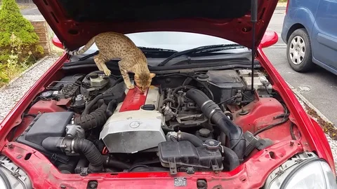 Cat Car Maintenance Stock Footage 107116196