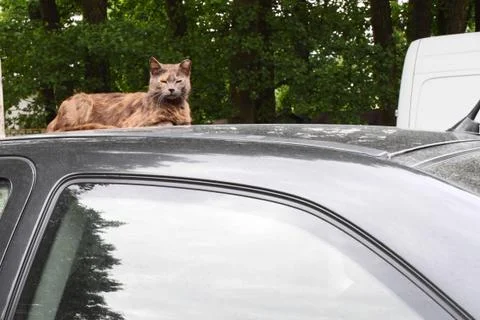 Cat on the car Stock Photos
