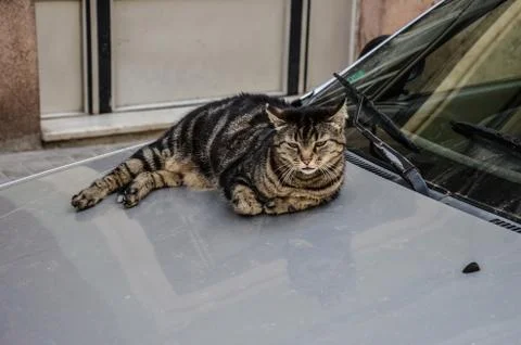 Cat on a car Stock Photos