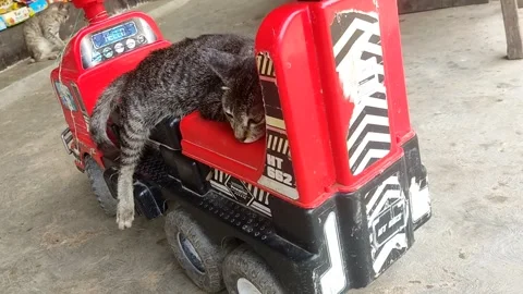 Cat in car toy 4K Video stock 244759736