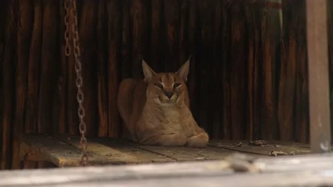 Cat Caracal Stock Footage 137654353