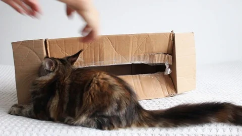 Cat in a cardboard box Stock Footage 104300343