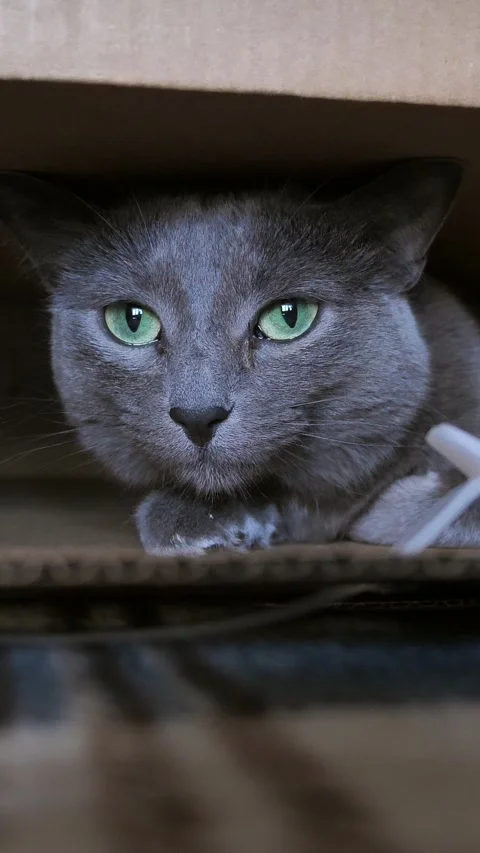 Cat in a cardboard box. Pet. Gray, fluffy, purebred pet in the house. Little Stock Footage 319444088