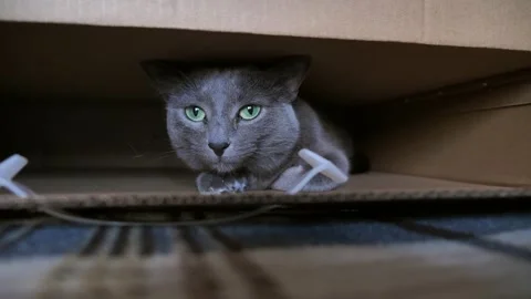 Cat in a cardboard box. Pet. Gray, fluffy, purebred pet in the house. Little Stock Footage 319444656