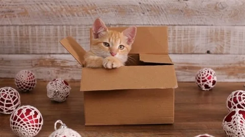 Cat in cardboard box playing, surrounded by christmas decorations Stock Footage 99193062