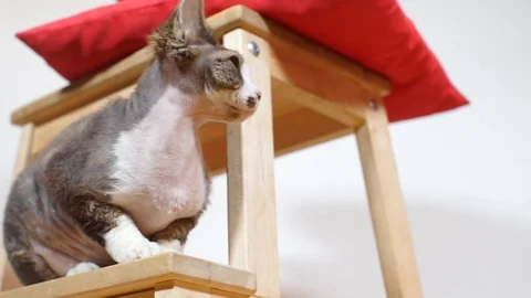 Cat carefully looks around at the veterinary clinic Stock Footage 115481076