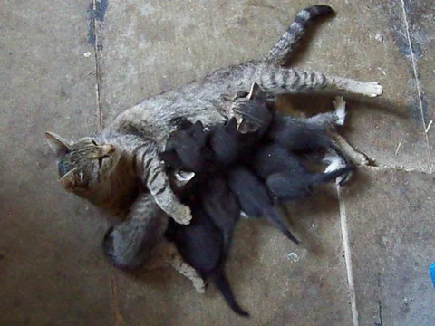 Cat cares for kittens Stock-Footage 93250921