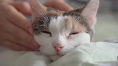 The cat is caressed on the bed, and she squints and enjoys Stock Footage 153461368