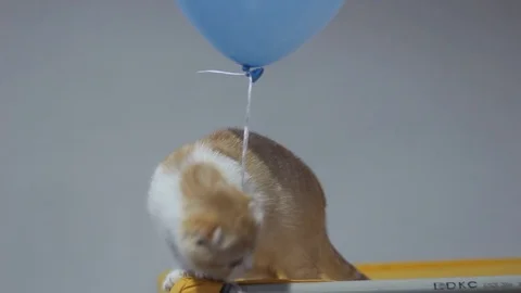 Cat is caressed at a cat show Stock Footage 87134754