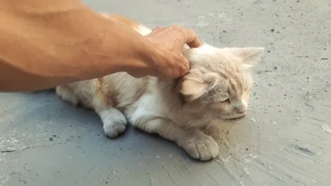 Cat, Caressed Vídeos de archivo 339327133