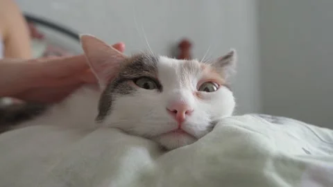 The cat is caressed on the head on the bed Stock Footage 152337631