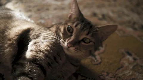 Cat on the carpet 库存影片 240133824