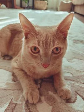 The cat on the carpet is looking at the camera. 写真素材