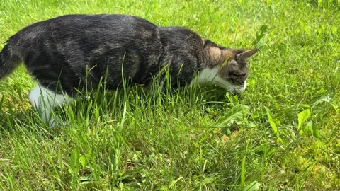 Cat carries a mouse it has just caught through the fresh, green blades of grass. Stock Footage 320499007