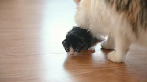 The cat carries a small kitten in its teeth Stock Footage 269871021