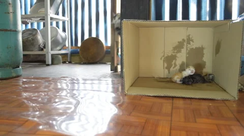 Cat carry their kitten into the box on the house. Video stock 50459997