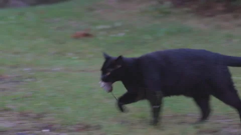 Cat carrying a mouse, animal hunt, predator, 4K Stock Footage