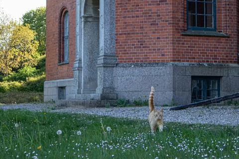 Cat in the castle Stockfoto's